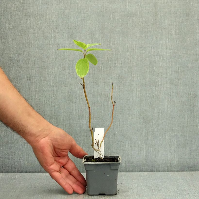 Ejemplar de Cornus alba Gouchaultii Maceta de 8/9 cm entregado en verano