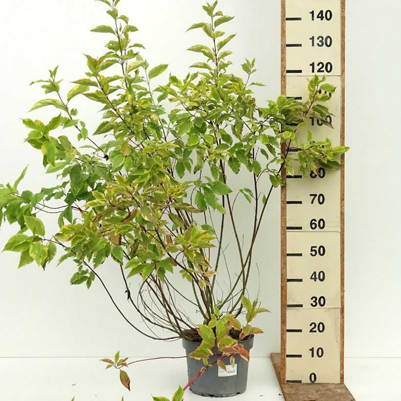 Ejemplar de Cornus alba Gouchaultii - Cornouiller blanc Pot de 7,5L/10L entregado en verano