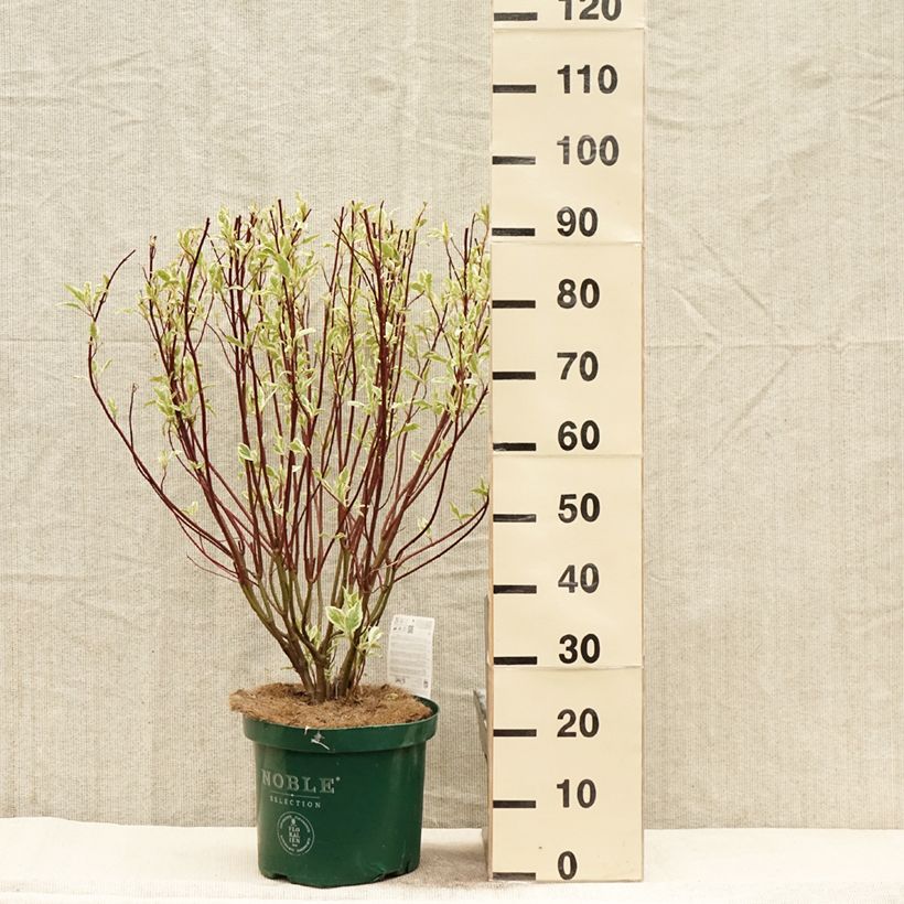 Cornus alba Ivory Halo Maceta 7,5L/10L Ejemplar entregado en la primavera