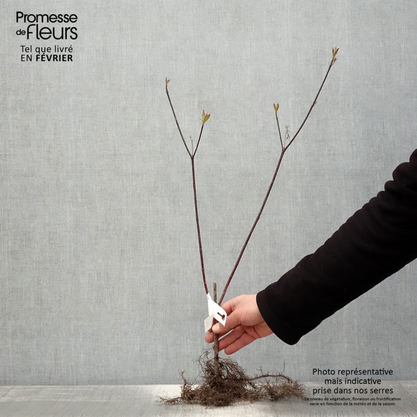 Cornus alba Kesselringii Raíces desnudas Ejemplar entregado en invierno