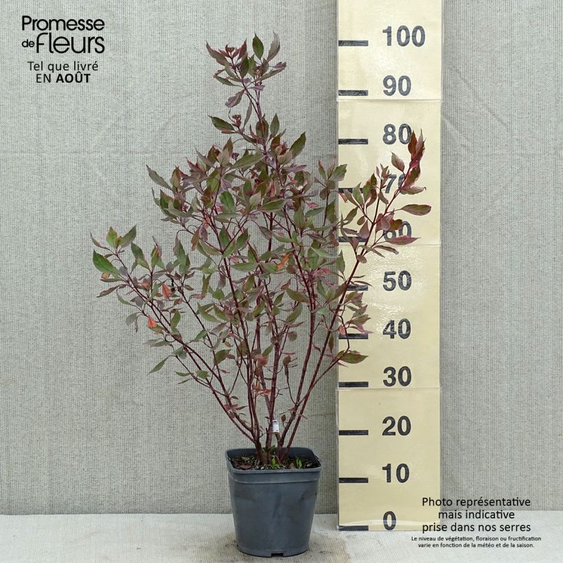 Ejemplar de Cornus alba Miracle Maceta 3L/4L entregado en verano