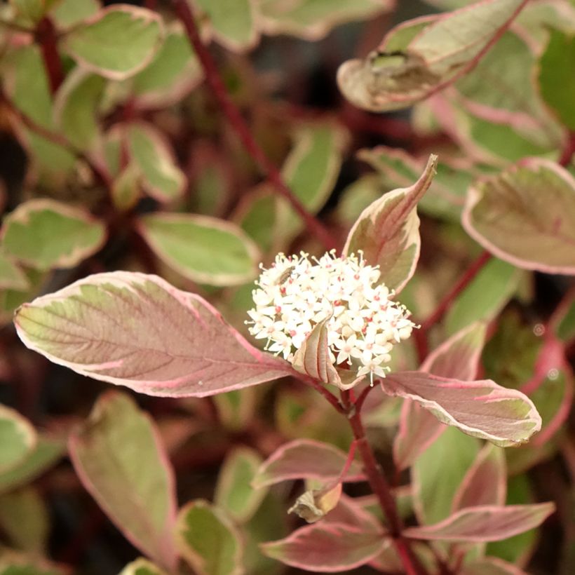 Cornus alba Miracle (Floración)