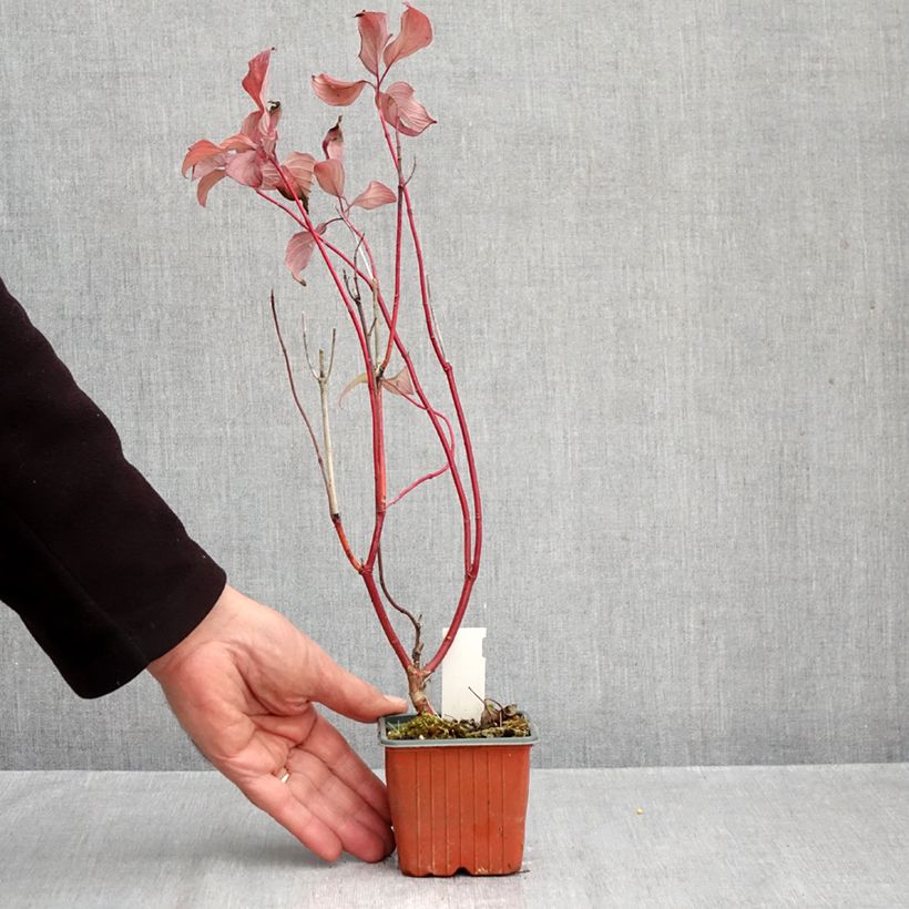 Ejemplar de Cornus alba Neon Burst Maceta de 8/9 cm entregado en otoño
