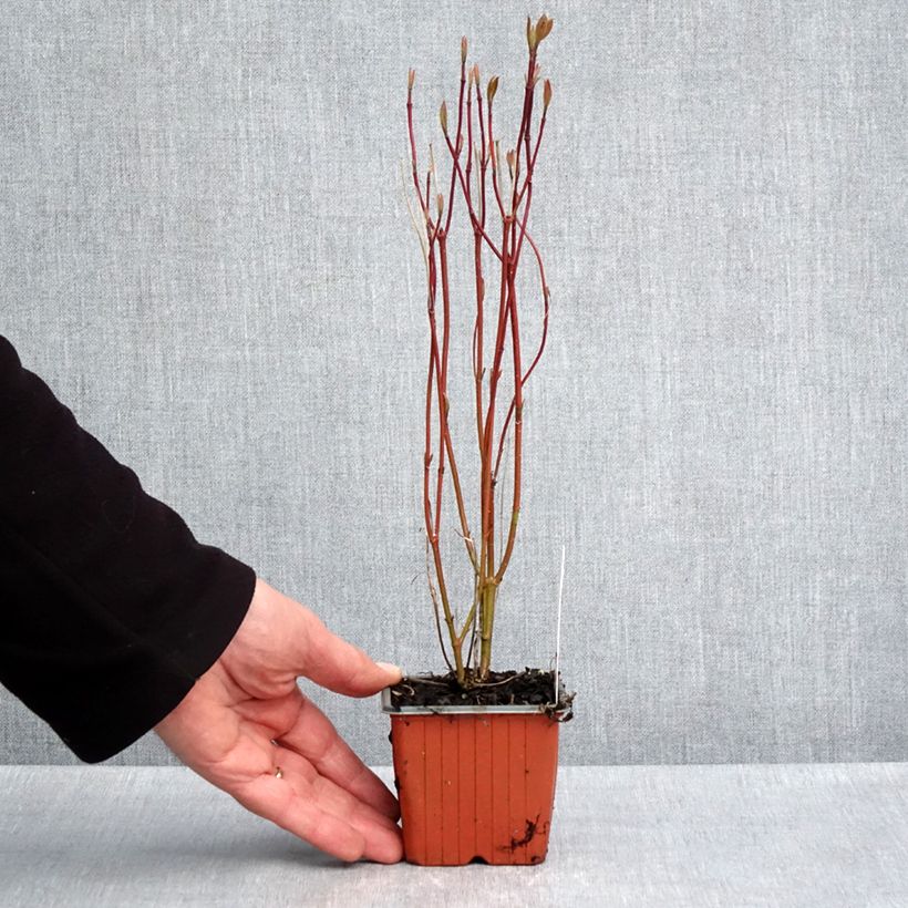 Cornus alba Neon Burst Maceta de 8/9 cm Ejemplar entregado en la primavera