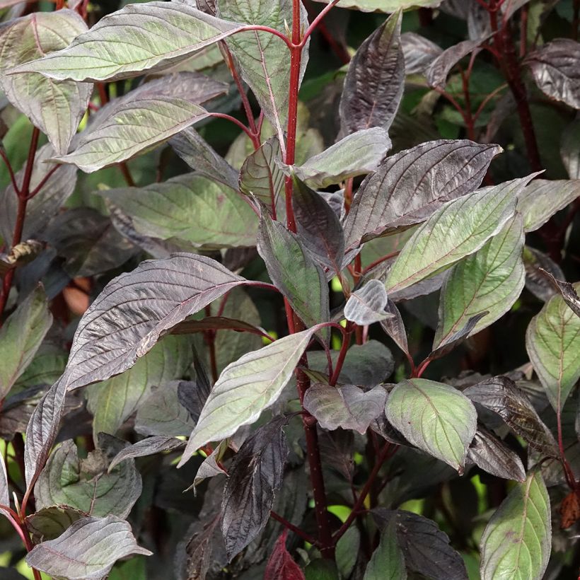 Cornus alba Nightfall (Follaje)