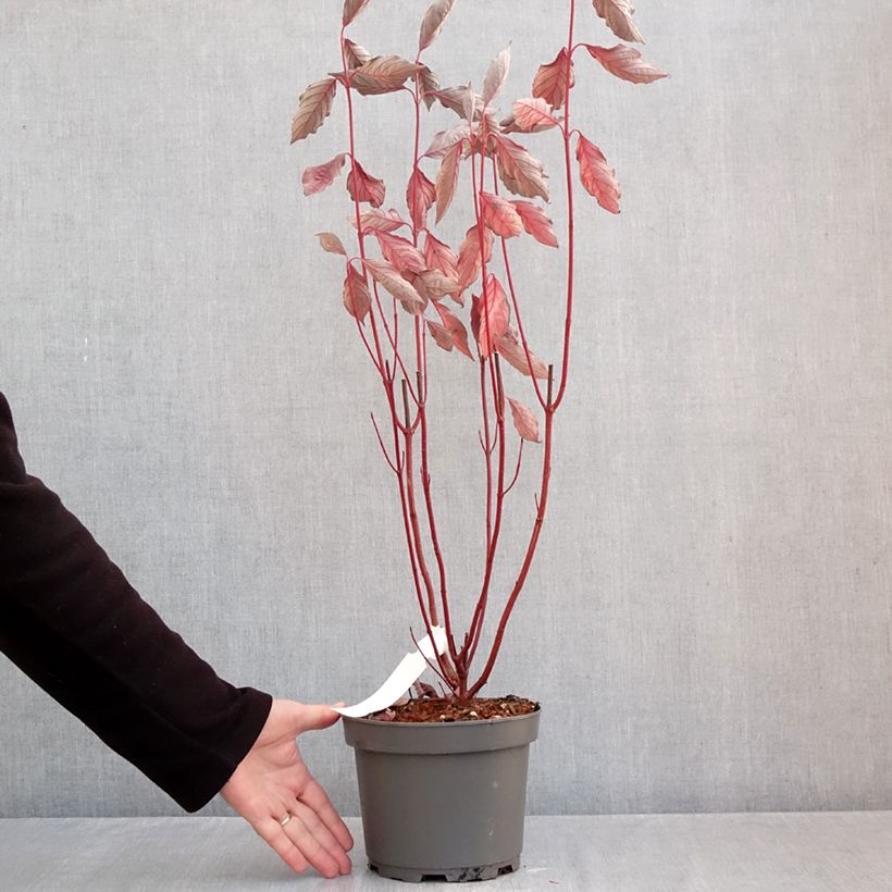 Ejemplar de Cornus alba Nightfall Maceta 3L/4L entregado en otoño