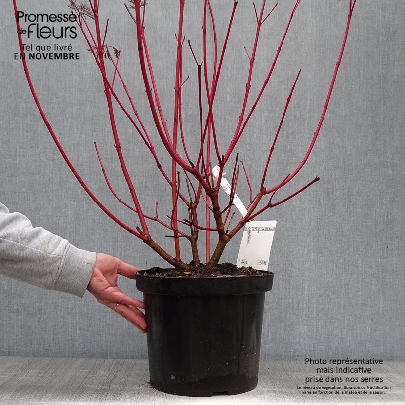Ejemplar de Cornus alba Siberian Pearls Maceta 7,5L/10L entregado en otoño