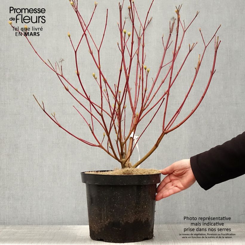 Cornus alba Siberian Pearls Maceta 7,5L/10L Ejemplar entregado en la primavera