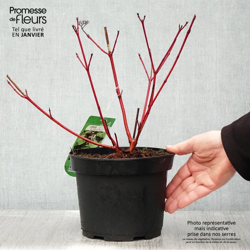 Cornus alba Siberian Pearls Maceta 3L/4L Ejemplar entregado en invierno