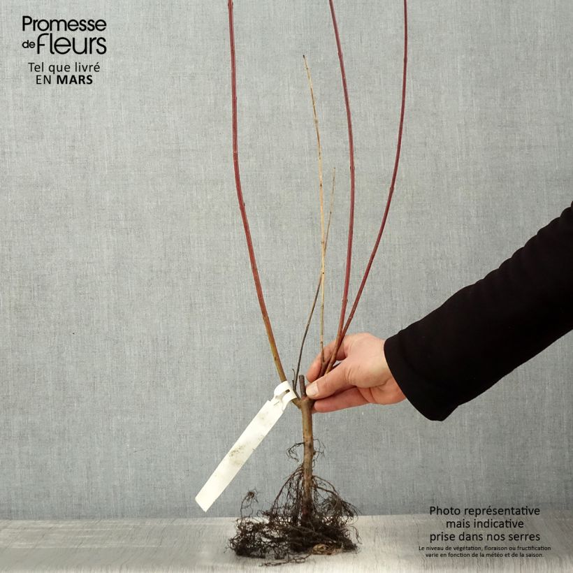 Cornus alba Sibirica Raíces desnudas, Formación arbustiva Ejemplar entregado en la primavera