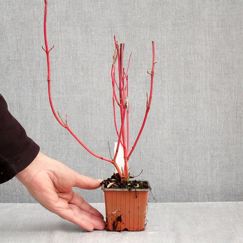 Ejemplar de Cornus alba Sibirica Maceta de 8/9 cm entregado en otoño