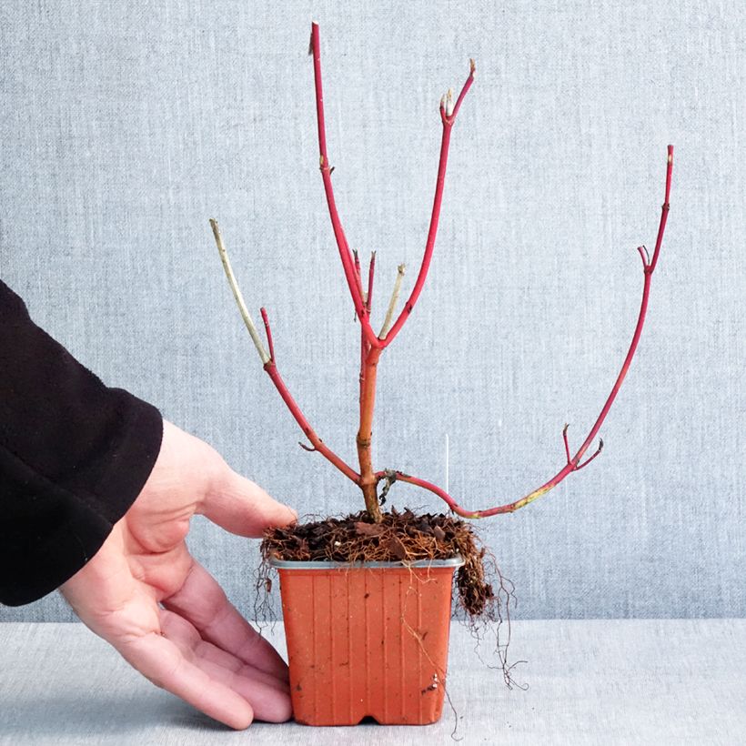 Cornus alba Sibirica Maceta de 8/9 cm Ejemplar entregado en invierno