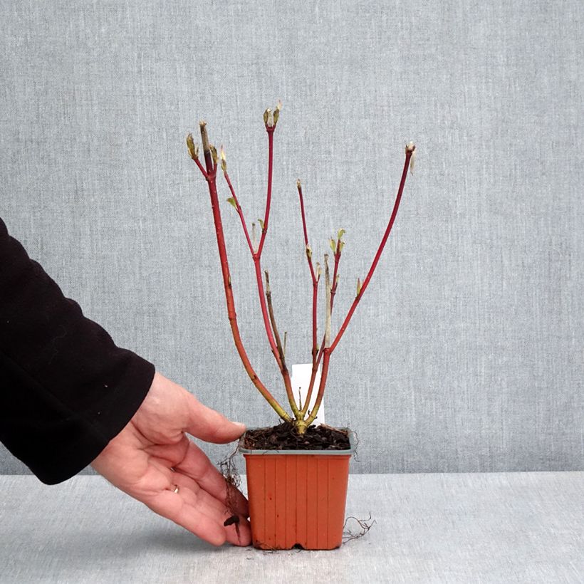 Cornus alba Sibirica Maceta de 8/9 cm Ejemplar entregado en la primavera