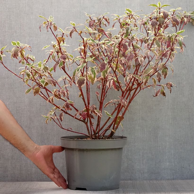Ejemplar de Cornus alba Sibirica Variegata Maceta 7,5L/10L entregado en verano