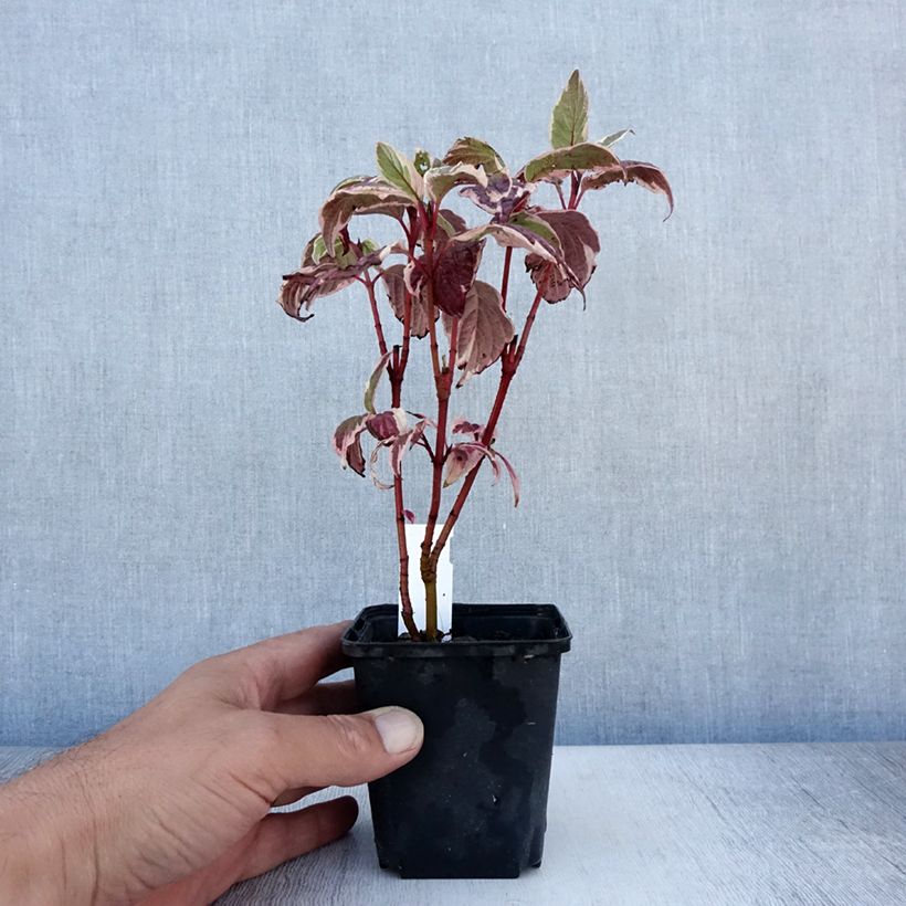 Ejemplar de Cornus alba Sibirica Variegata Maceta de 8/9 cm entregado en verano