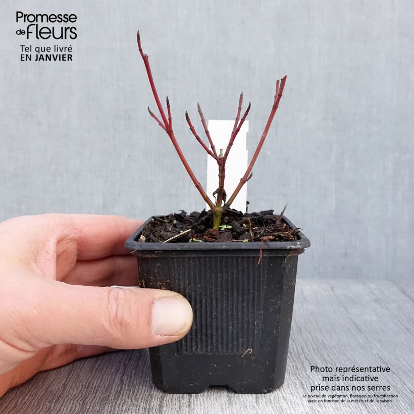 Cornus alba Sibirica Variegata Maceta de 8/9 cm Ejemplar entregado en invierno