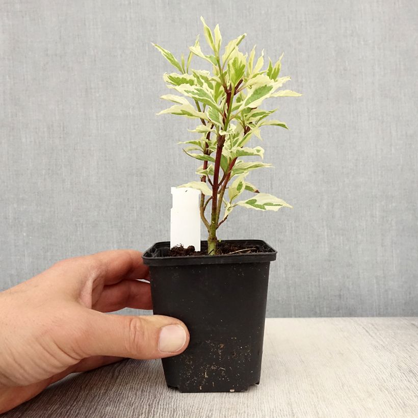 Cornus alba Sibirica Variegata Maceta de 8/9 cm Ejemplar entregado en la primavera