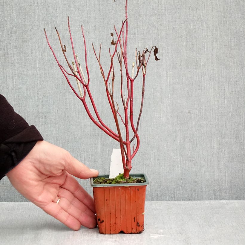 Ejemplar de Cornus alba Spaethii Maceta de 8/9 cm entregado en otoño