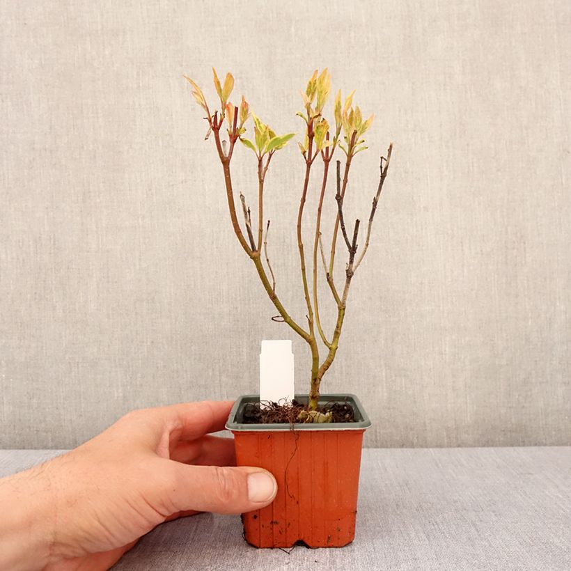 Cornus alba Spaethii Maceta de 8/9 cm Ejemplar entregado en la primavera