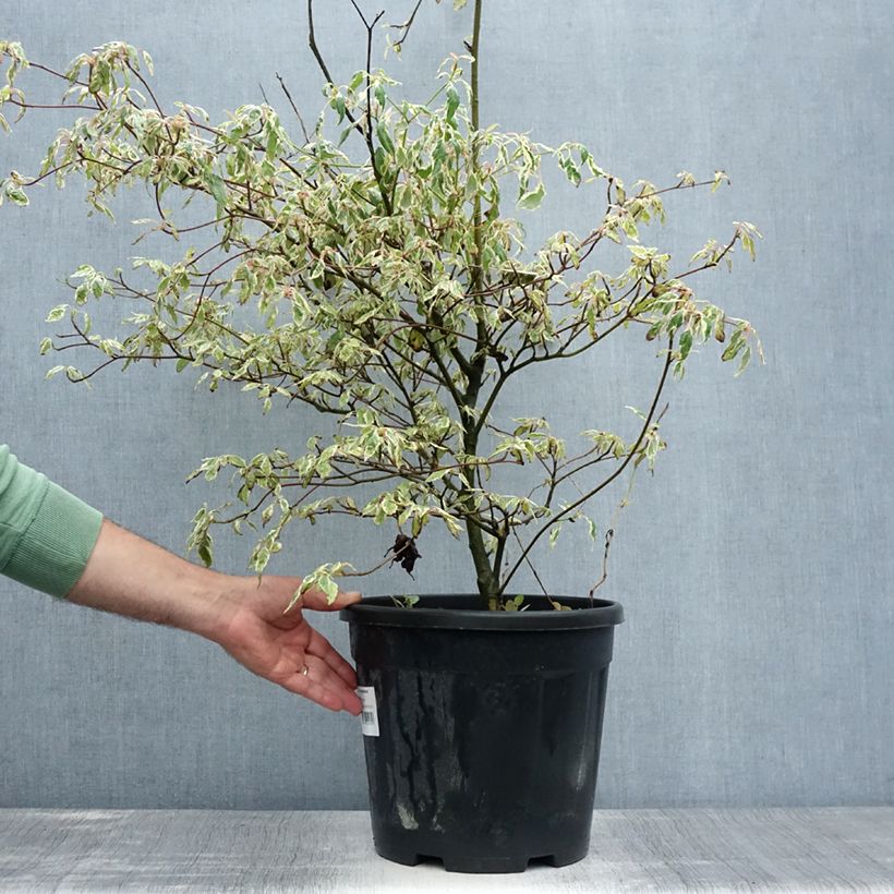 Ejemplar de Cornus alternifolia Argentea - Cornejo de hojas alternas Maceta 12L/15L entregado en verano