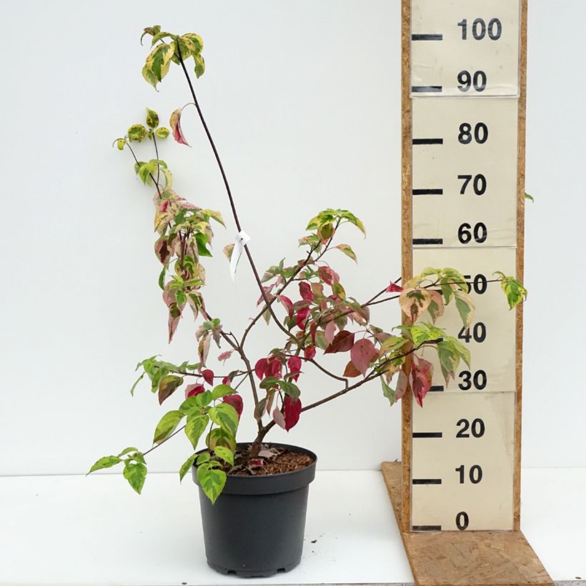 Ejemplar de Cornus alternifolia Golden Shadows - Cornejo de hojas alternas Maceta 4L/5L entregado en otoño