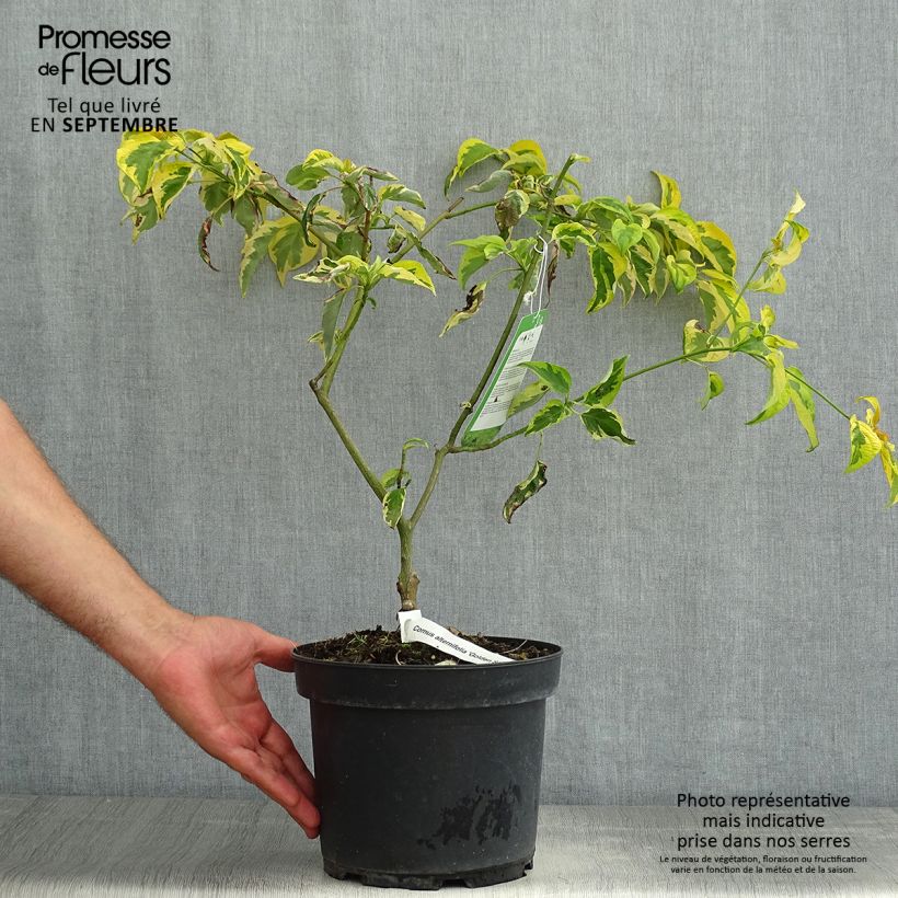 Ejemplar de Cornus alternifolia Golden Shadows - Cornejo de hojas alternas Maceta 4L/5L entregado en verano