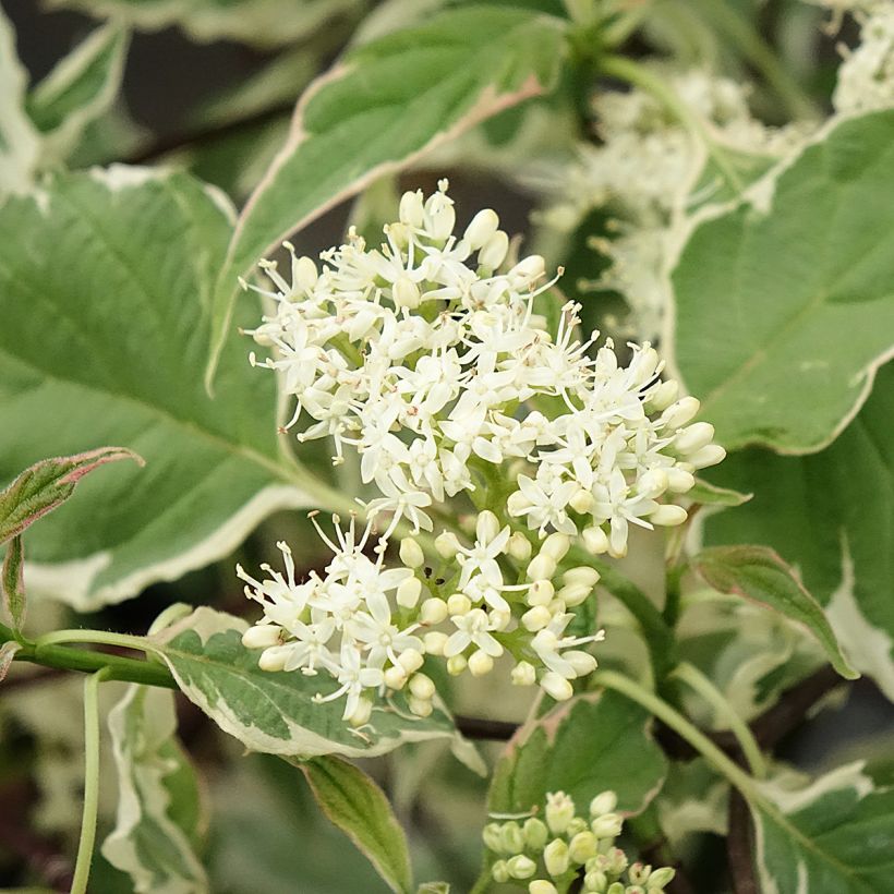 Cornus alternifolia Pinky Spots - Cornejo de hojas alternas (Floración)