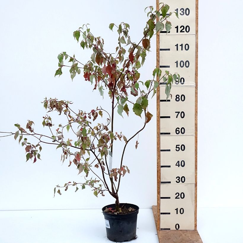 Ejemplar de Cornus alternifolia Silver Giant - Cornejo de hojas alternas Maceta 4L/5L entregado en otoño