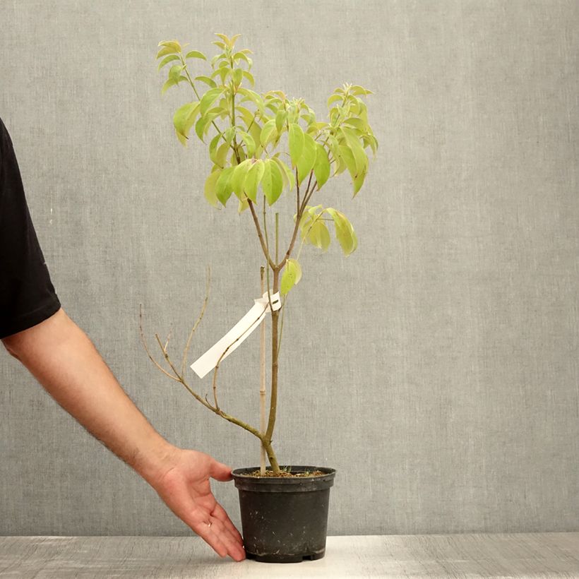 Ejemplar de Cornus angustata Empress of China Maceta 2L/3L entregado en verano