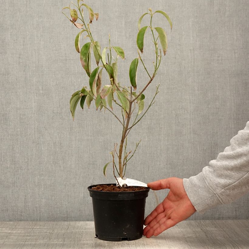 Cornus angustata Empress of China Maceta 2L/3L Ejemplar entregado en la primavera