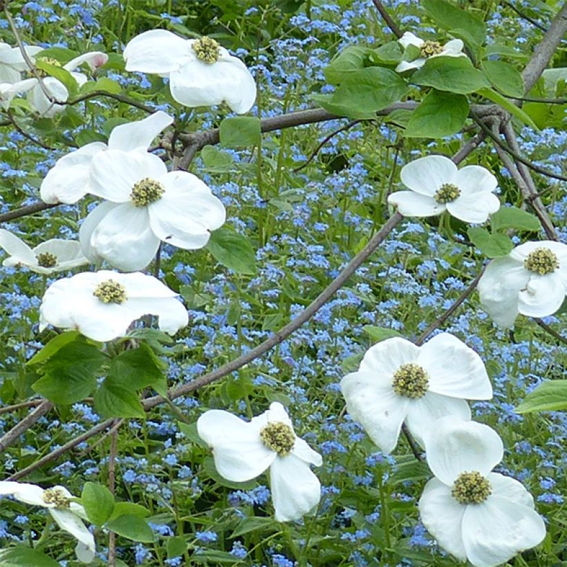 Cornus nuttallii Ascona - Cornejo del Pacífico (Floración)