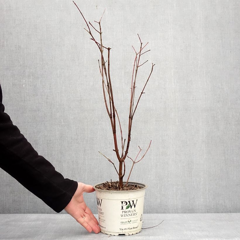 Cornus asperifolia var. drummondii Sunshiny Drops Maceta 2L/3L Ejemplar entregado en invierno