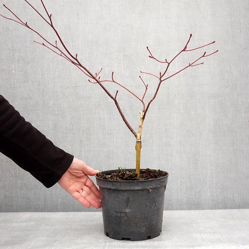 Cornus controversa Gold Star - Cornejo de mesa Maceta 4L/5L Ejemplar entregado en invierno