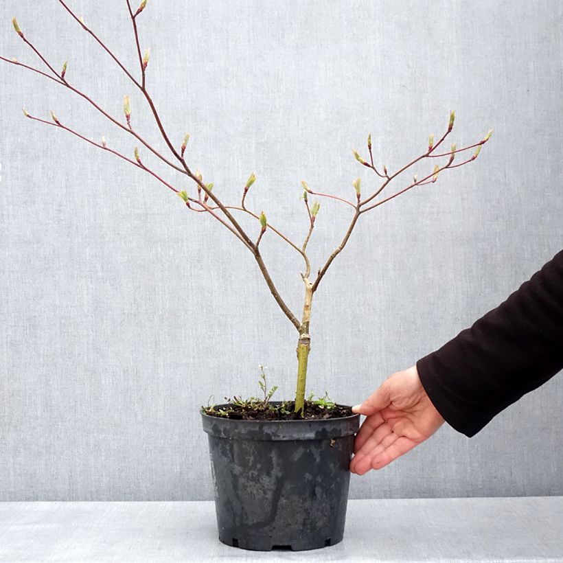 Cornus controversa Gold Star - Cornejo de mesa Maceta 4L/5L Ejemplar entregado en la primavera