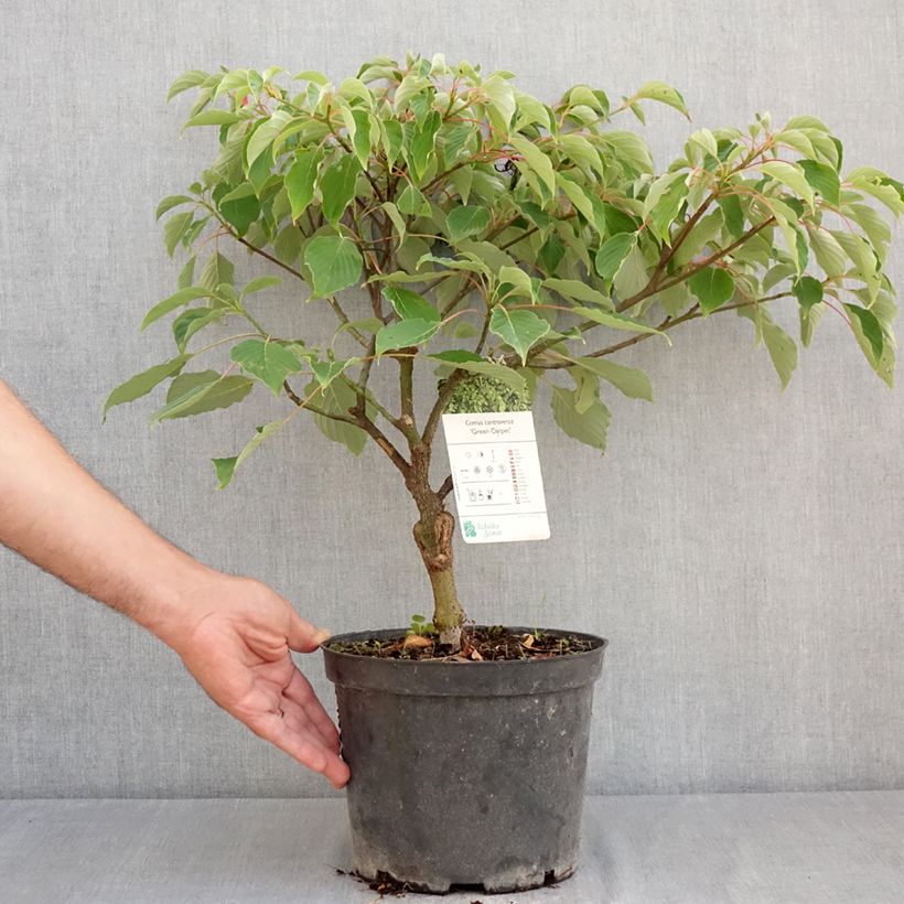 Ejemplar de Cornus controversa Green Carpet - Cornejo de mesa Maceta 4L/5L entregado en verano