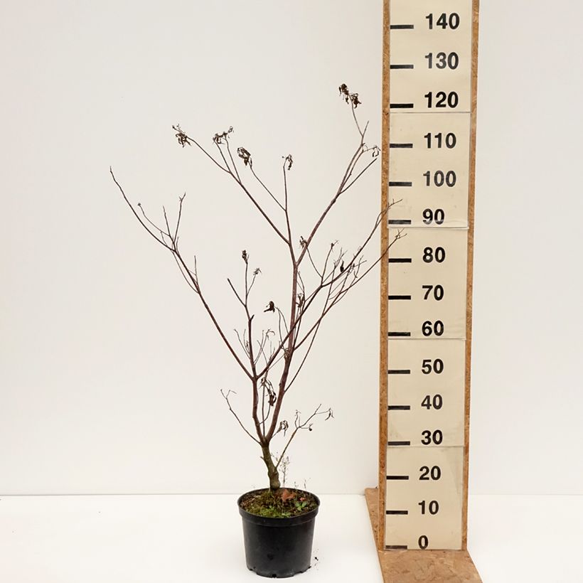 Ejemplar de Cornus controversa Laska - Cornejo de mesa Maceta 4L/5L entregado en otoño