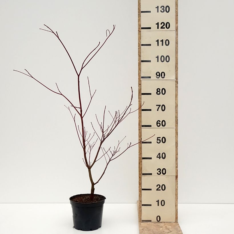 Cornus controversa Laska - Cornejo de mesa Maceta 4L/5L Ejemplar entregado en invierno