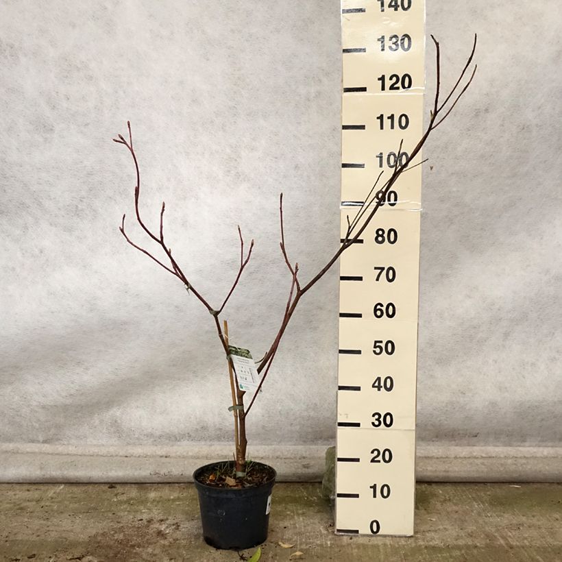 Ejemplar de Cornus controversa Marginata Nord - Cornejo de mesa Maceta 4L/5L entregado en otoño