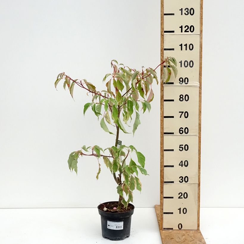 Ejemplar de Cornus controversa Marginata Nord - Cornejo de mesa Maceta 4L/5L entregado en verano