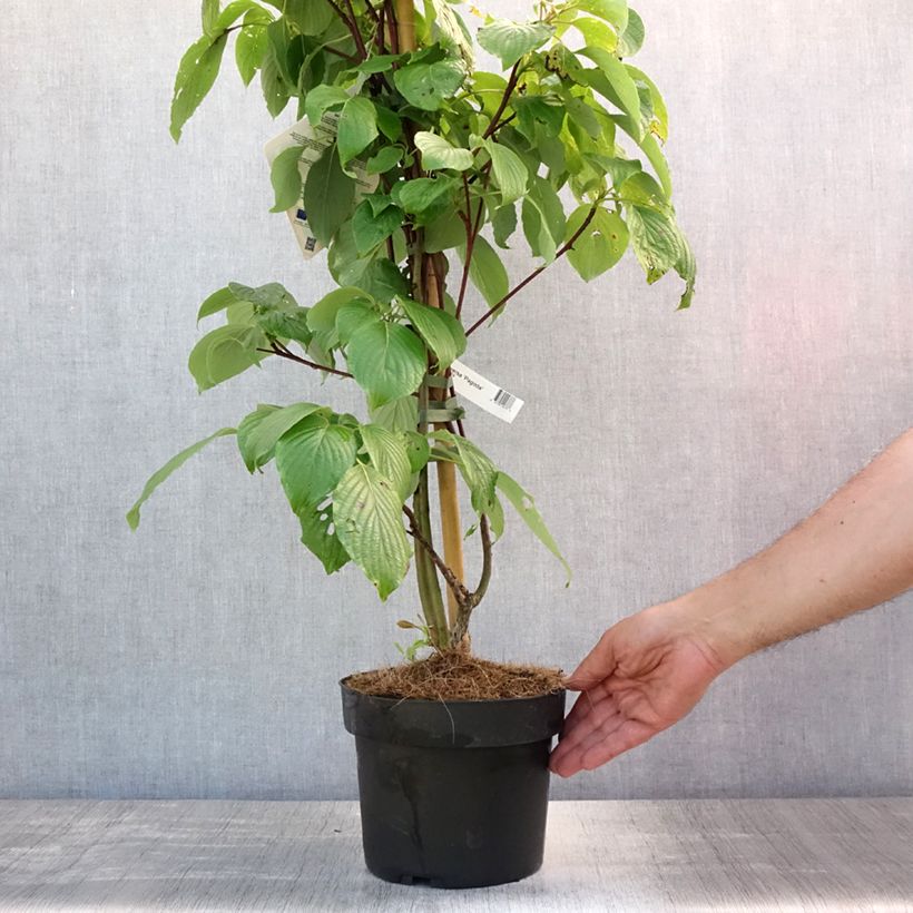 Ejemplar de Cornus controversa Pagoda - Cornejo de mesa Maceta 4L/5L entregado en verano