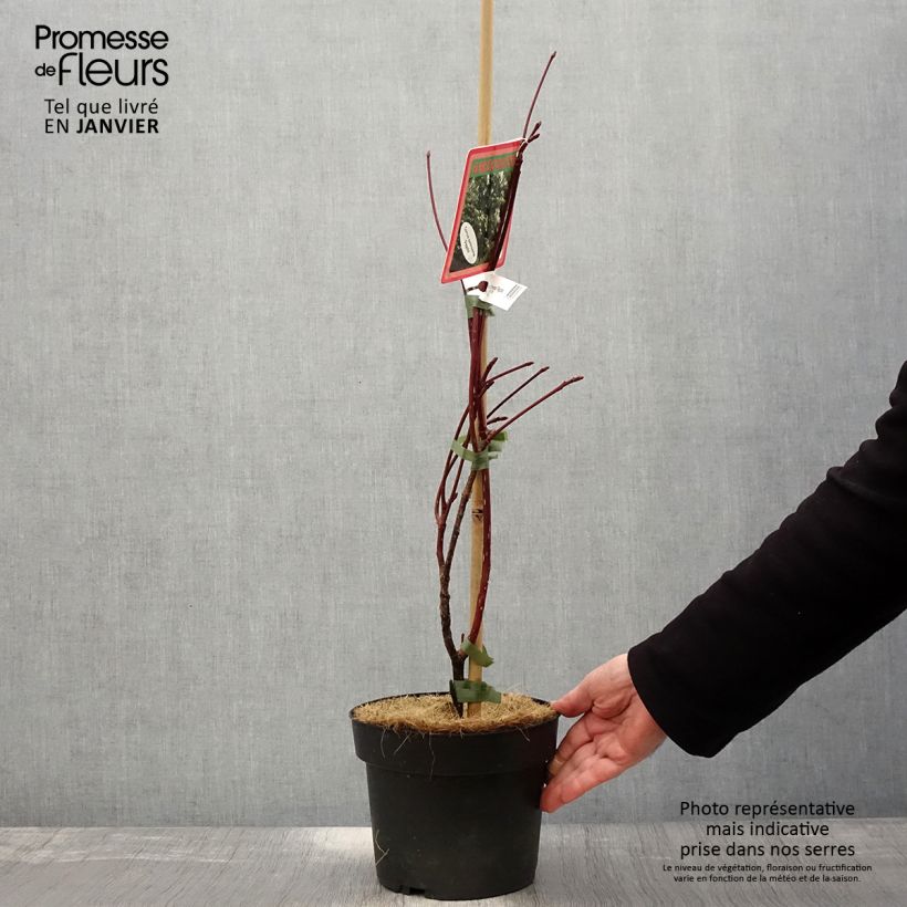 Cornus controversa Pagoda - Cornejo de mesa Maceta 4L/5L Ejemplar entregado en invierno