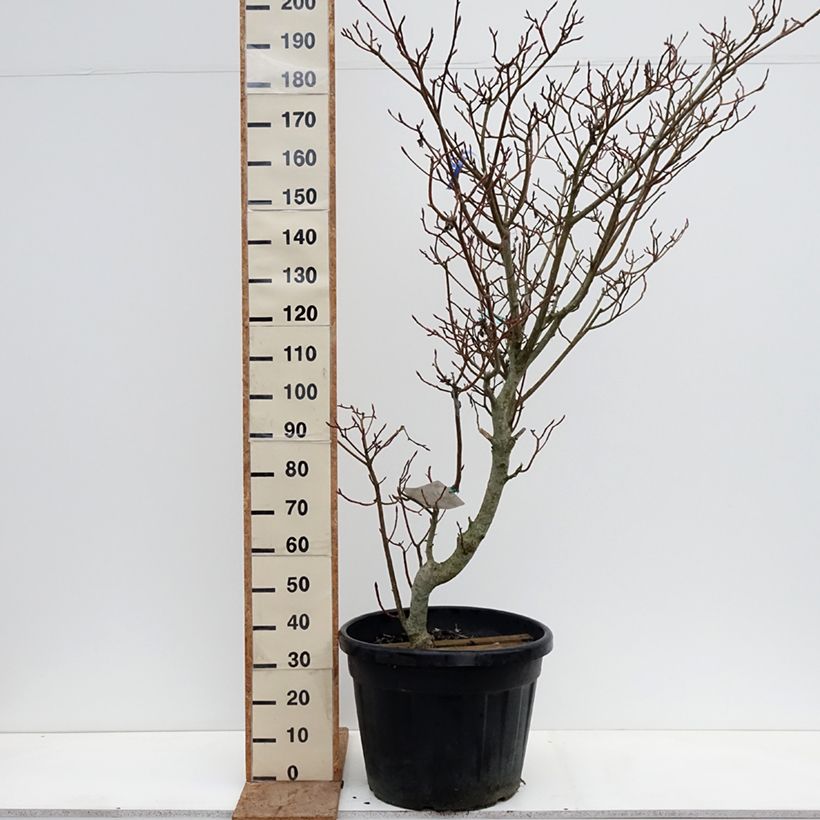 Cornus controversa Variegata - Cornejo de mesa Maceta 50L/55L Ejemplar entregado en invierno