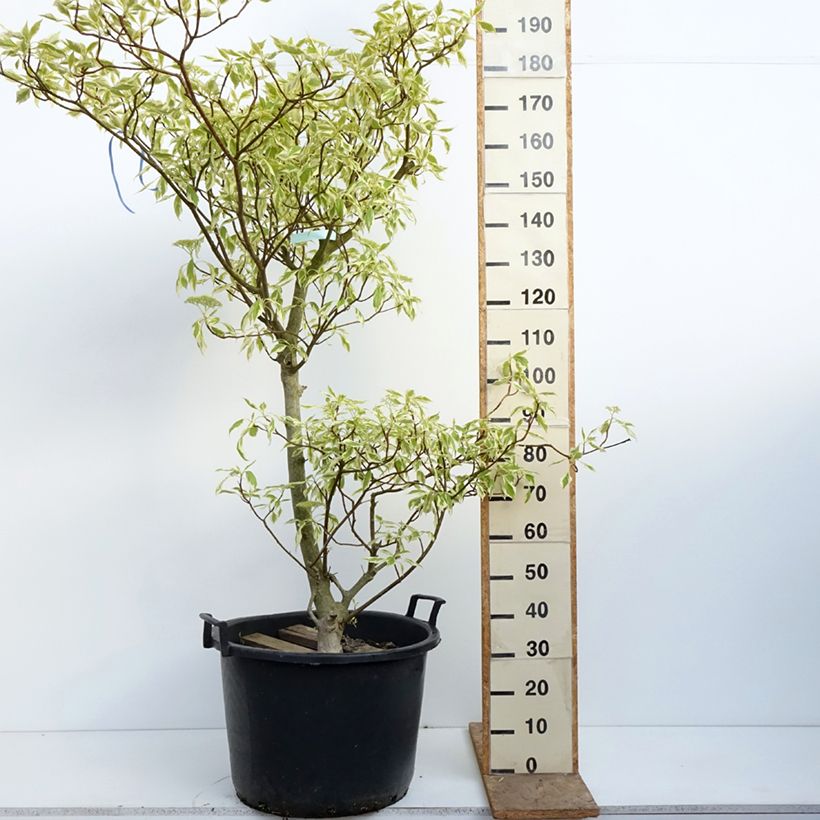 Cornus controversa Variegata - Cornejo de mesa Maceta 50L/55L Ejemplar entregado en la primavera