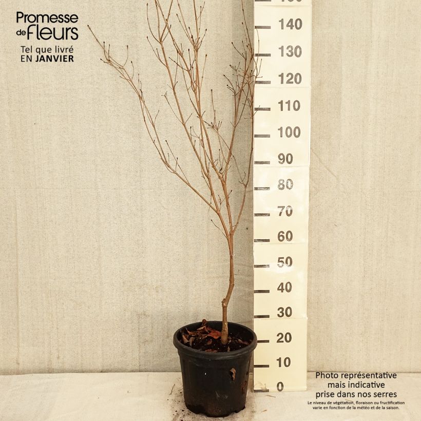 Cornus florida Cherokee Chief Maceta 7,5L/10L Ejemplar entregado en invierno