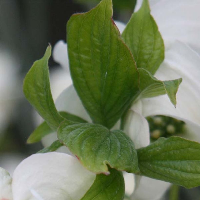 Cornus florida Cloud Nine (Follaje)