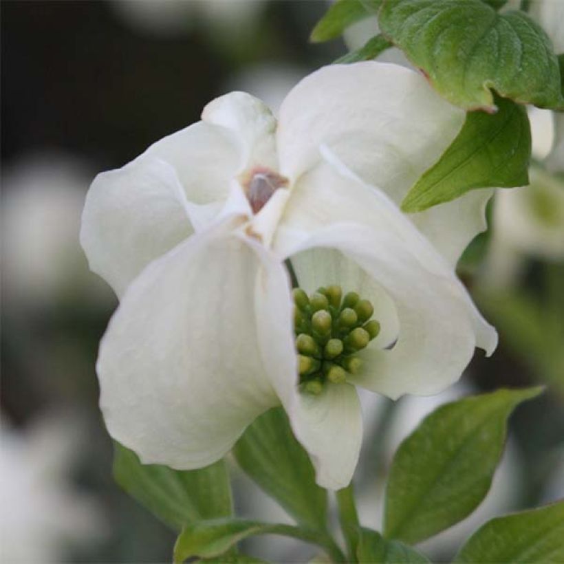 Cornus florida Cloud Nine (Floración)