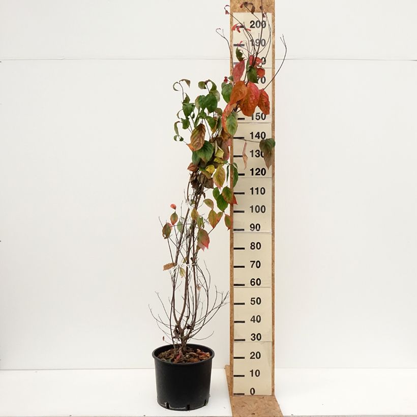 Ejemplar de Cornus florida - Cornejo florido Maceta 18L/20L entregado en otoño