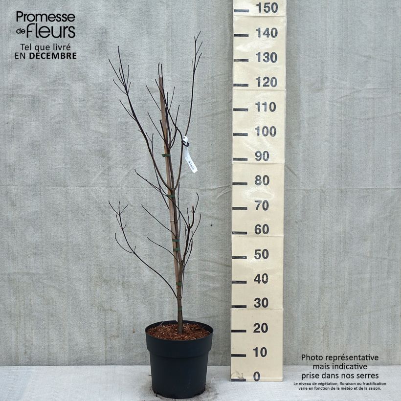 Ejemplar de Cornus florida - Cornejo florido Maceta 7,5L/10L entregado en otoño