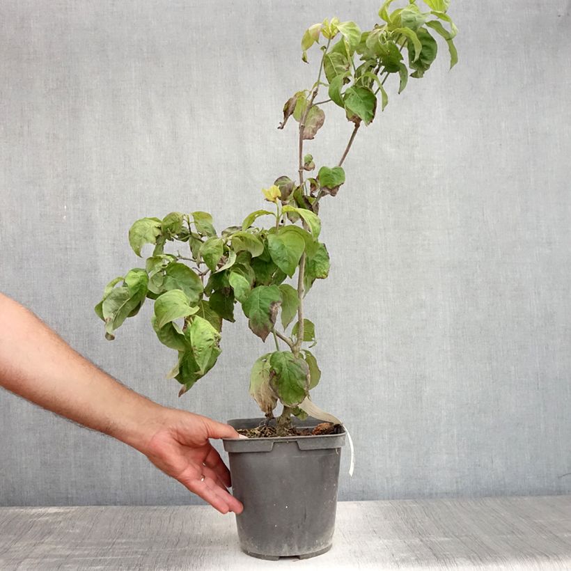 Ejemplar de Cornus florida Rainbow Maceta 4L/5L entregado en verano
