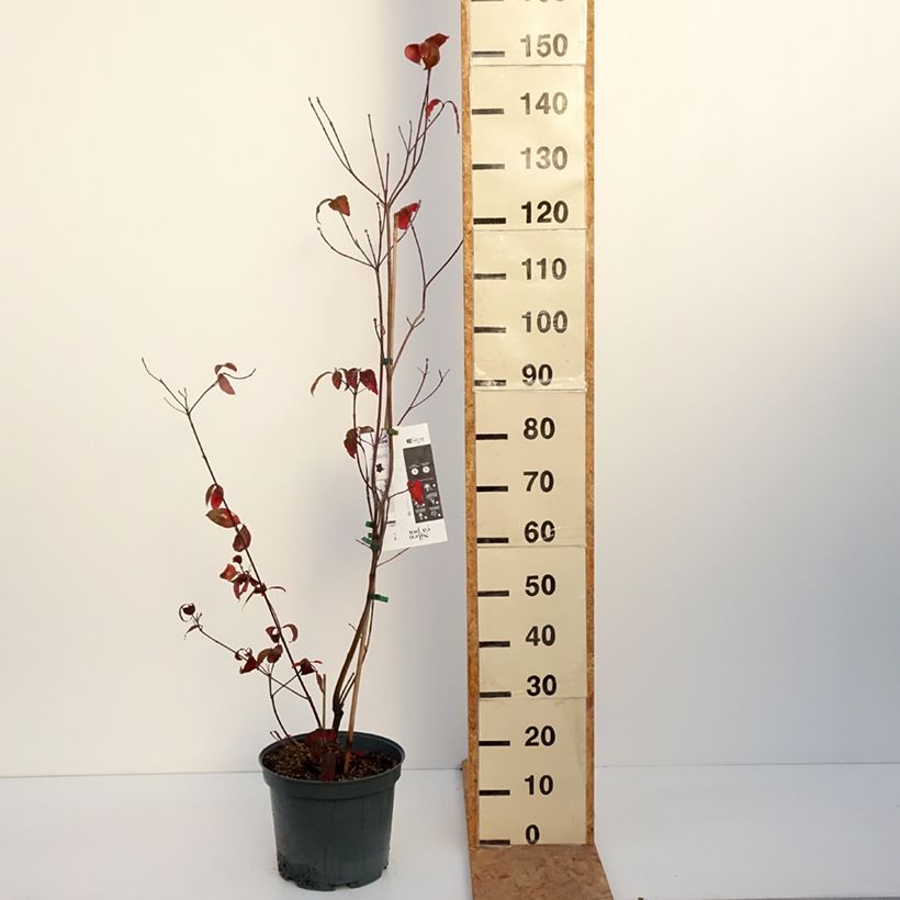 Ejemplar de Cornus florida Rubra Maceta 6L/7L entregado en otoño